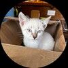 catinboxcloset